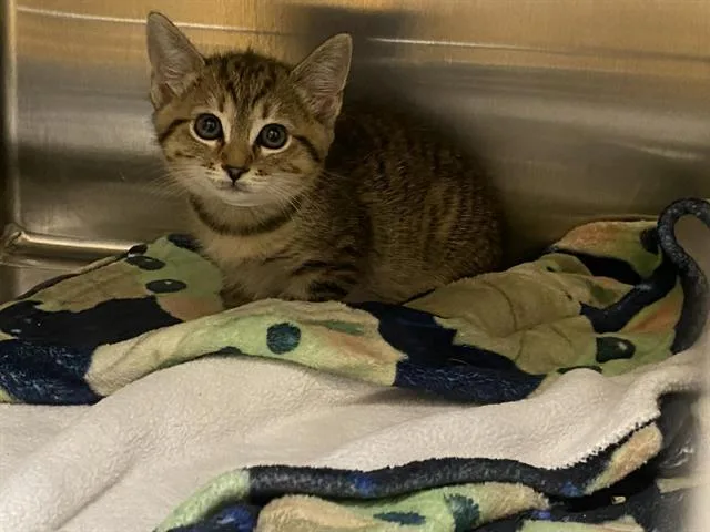 A baby small-sized female Domestic Short Hair cat named Eggroll for adoption in Tustin, CA