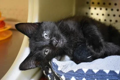 A baby large-sized male Domestic Long Hair cat named Gobblesworth for adoption in Kansas City, MO