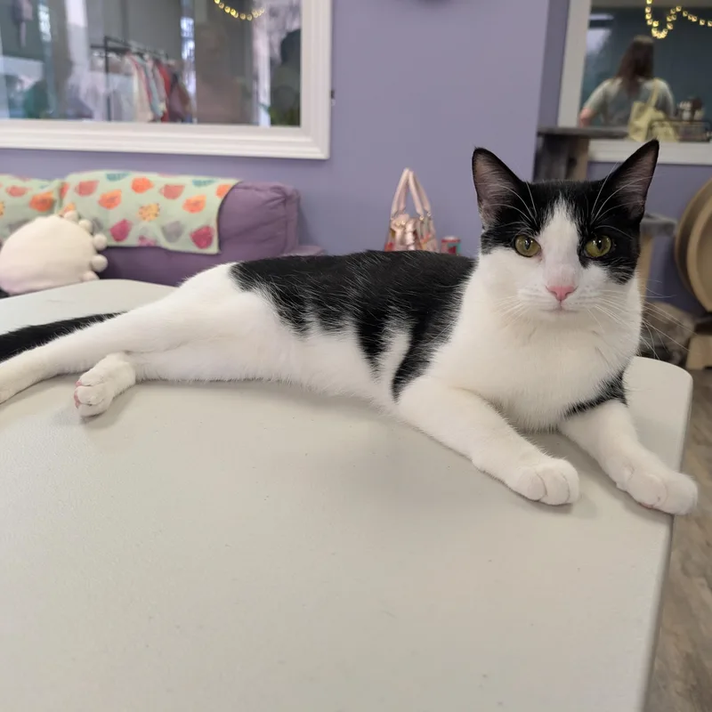 A young medium-sized female Black & White / Tuxedo Tuxedo cat named Rachel for adoption in Bonaire, GA