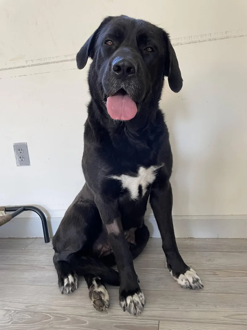 An adult extra large-sized female Newfoundland Dog dog named Marley for adoption in South Bend, IN