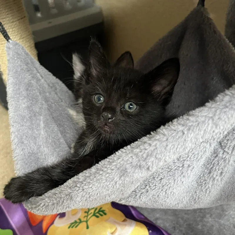 A baby small-sized male Black Domestic Medium Hair cat named Spock for adoption in San Antonio, TX