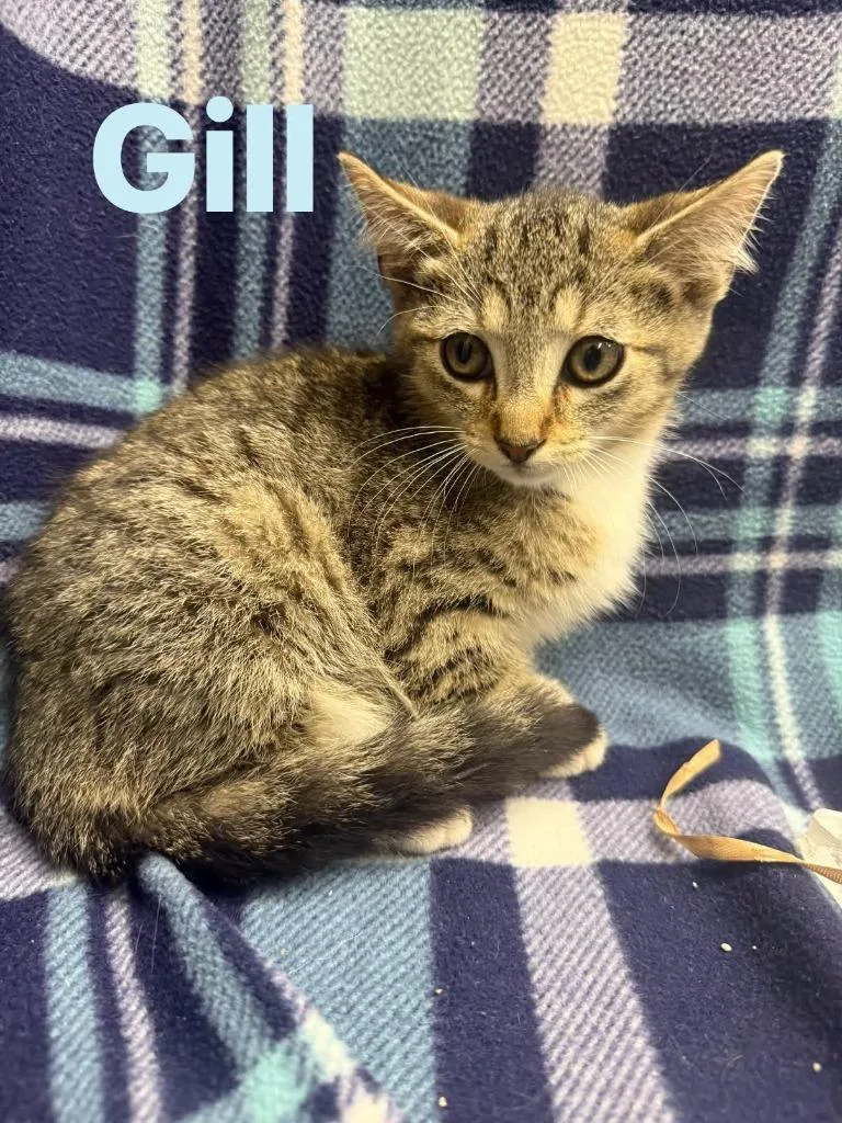 Gill