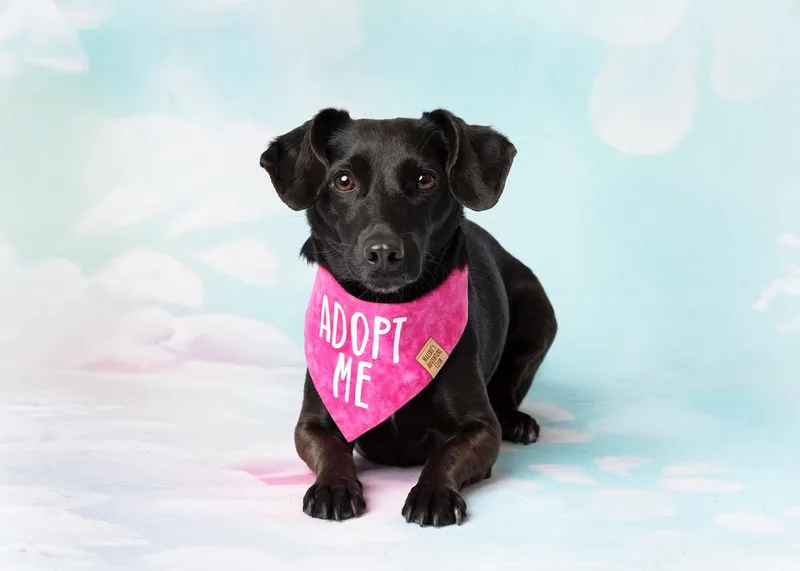 An adult small-sized female Dachshund dog named Sloan for adoption in Frisco, TX