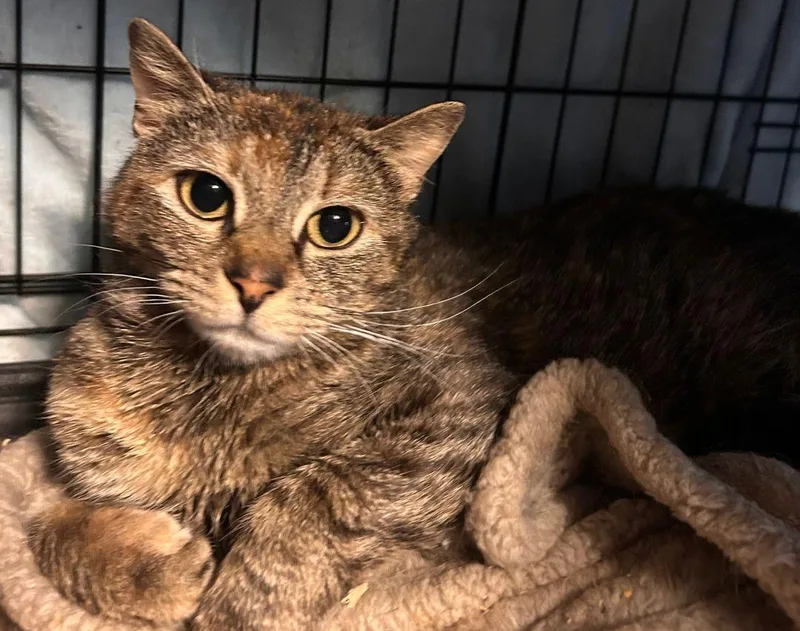 A young medium-sized female Domestic Short Hair cat named Myka for adoption in East Hartford , CT