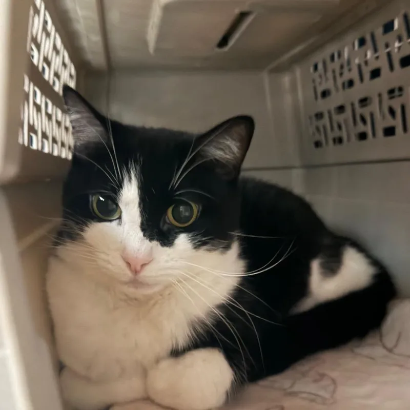 A senior small-sized female Black Domestic Short Hair cat named Baby Bella for adoption in Middle Village, NY