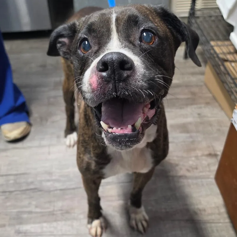 An adult medium-sized female Boxer dog named Poppy for adoption in Jefferson city, TN