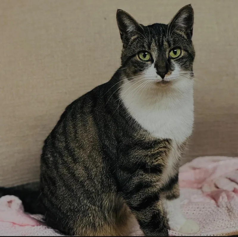 An adult medium-sized female Domestic Short Hair cat named Aspen S for adoption in Somerset, KY