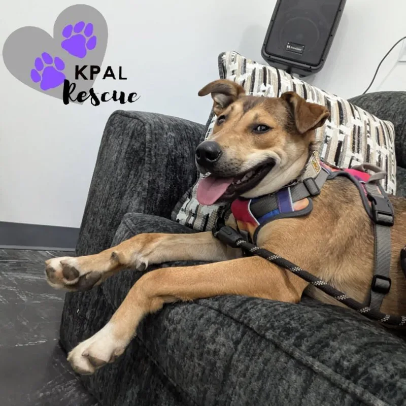 Sergio  Blue Jeans thumbnail 4