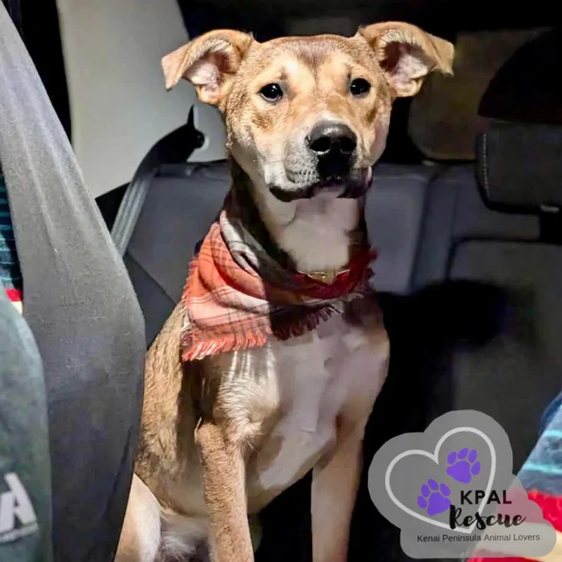 Sergio  Blue Jeans thumbnail 5