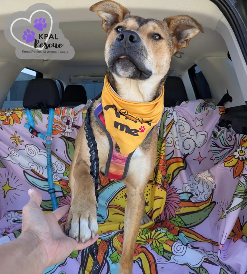 Sergio  Blue Jeans thumbnail 6