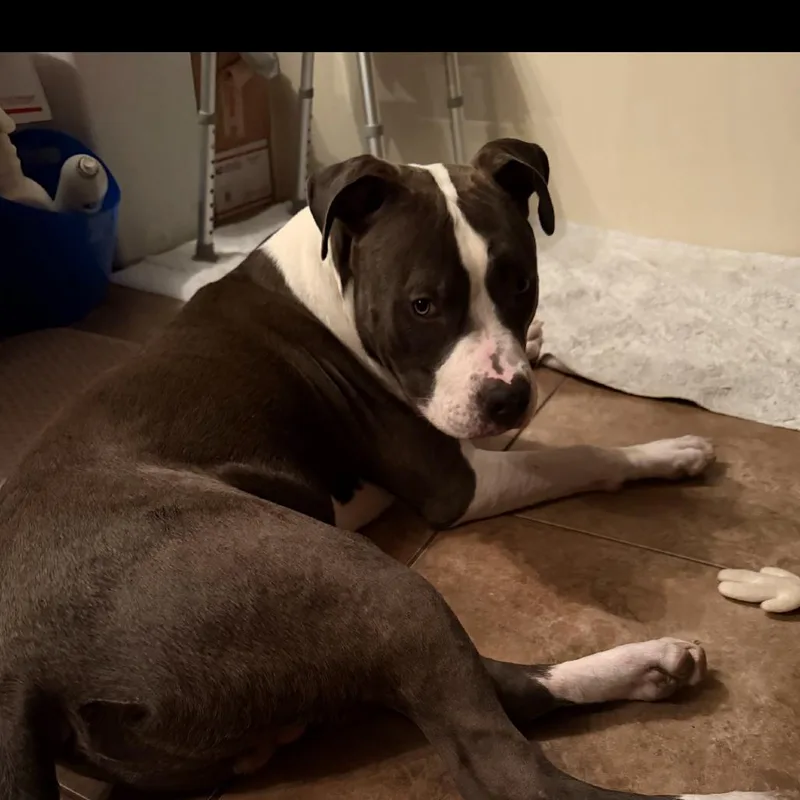 A young medium-sized male Gray / Blue / Silver Pit Bull Terrier dog named Bam Carter for adoption in Las Vegas, NV