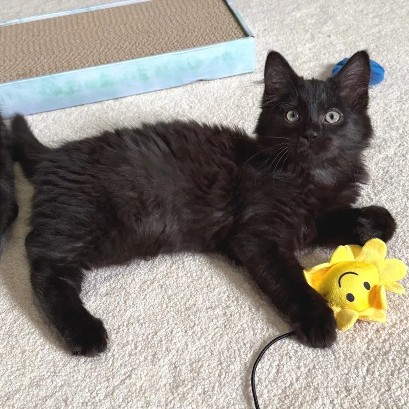 A baby small-sized male Black Domestic Short Hair cat named Guava for adoption in Gibsonia, PA