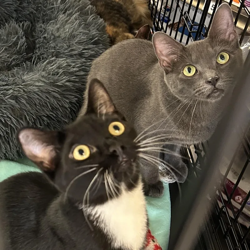 A young medium-sized male Gray / Blue / Silver Domestic Short Hair cat named Blizzard for adoption in Brooklyn, NY