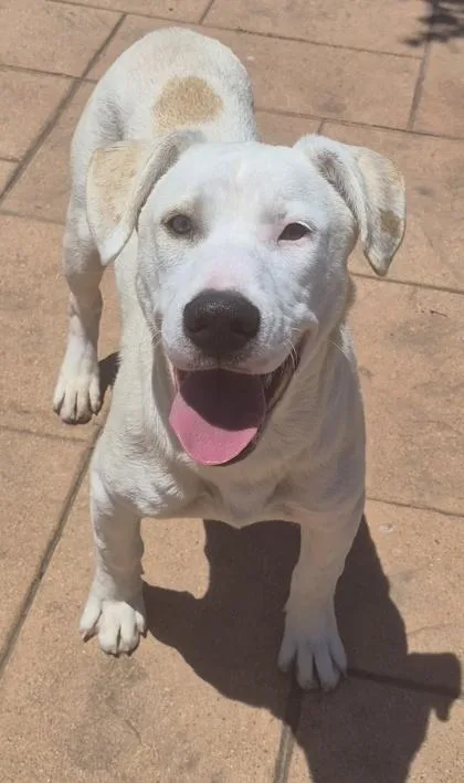 Apollo