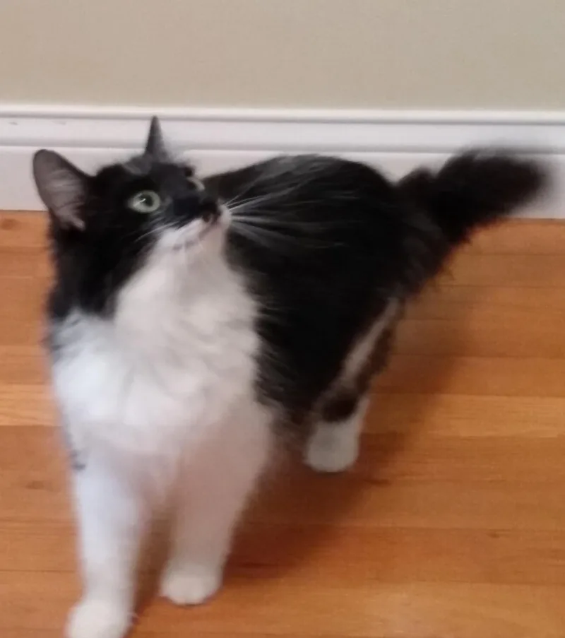 Cinnamon thumbnail 2