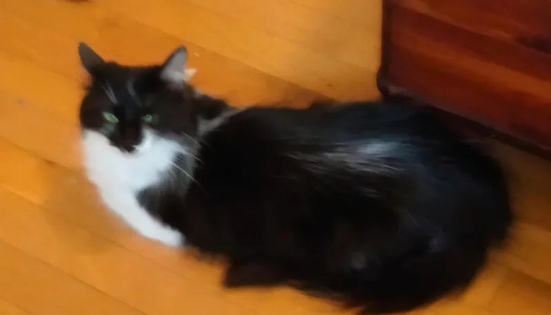 Cinnamon thumbnail 3