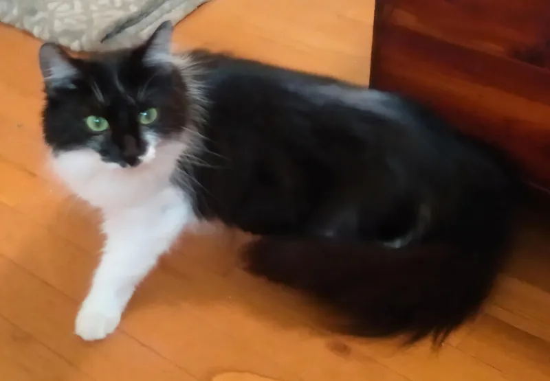 Cinnamon thumbnail 4