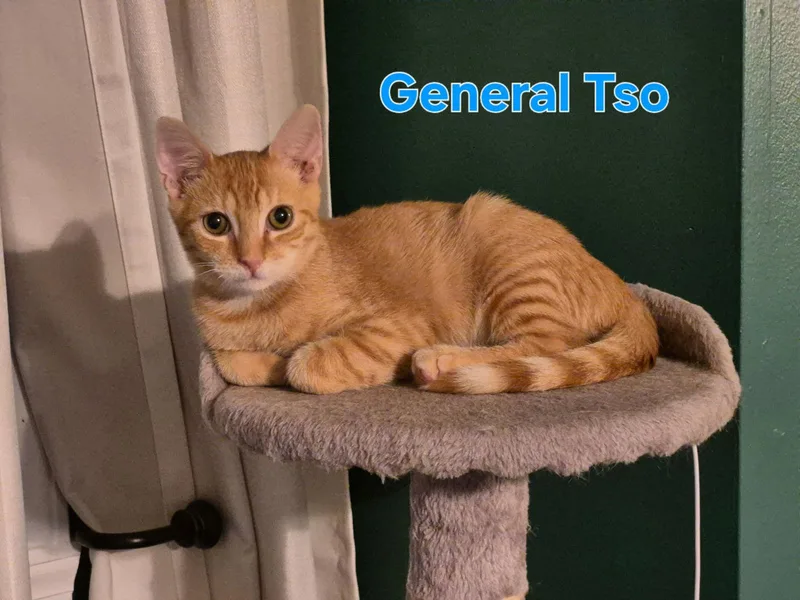 General Tso