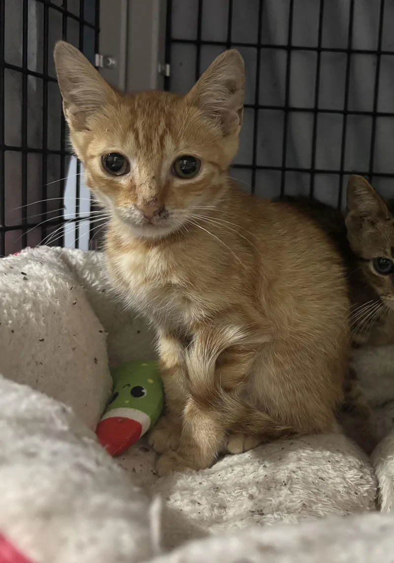 General Tso thumbnail 2