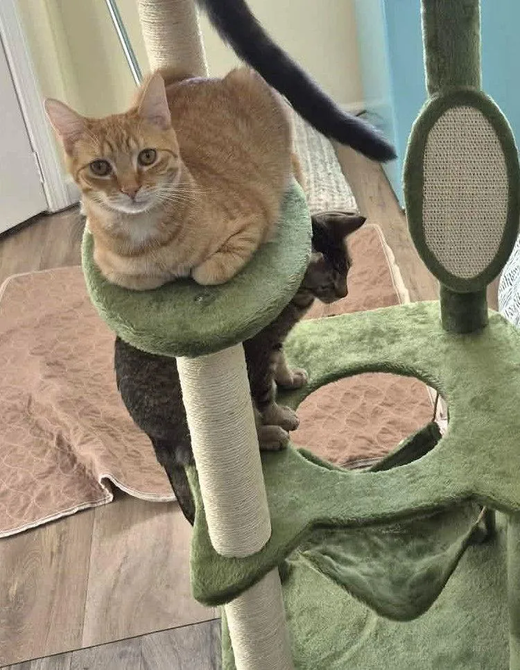 General Tso thumbnail 3