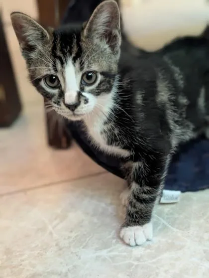 A young small-sized male Domestic Short Hair cat named Beckham Blue for adoption in Port Republic, MD