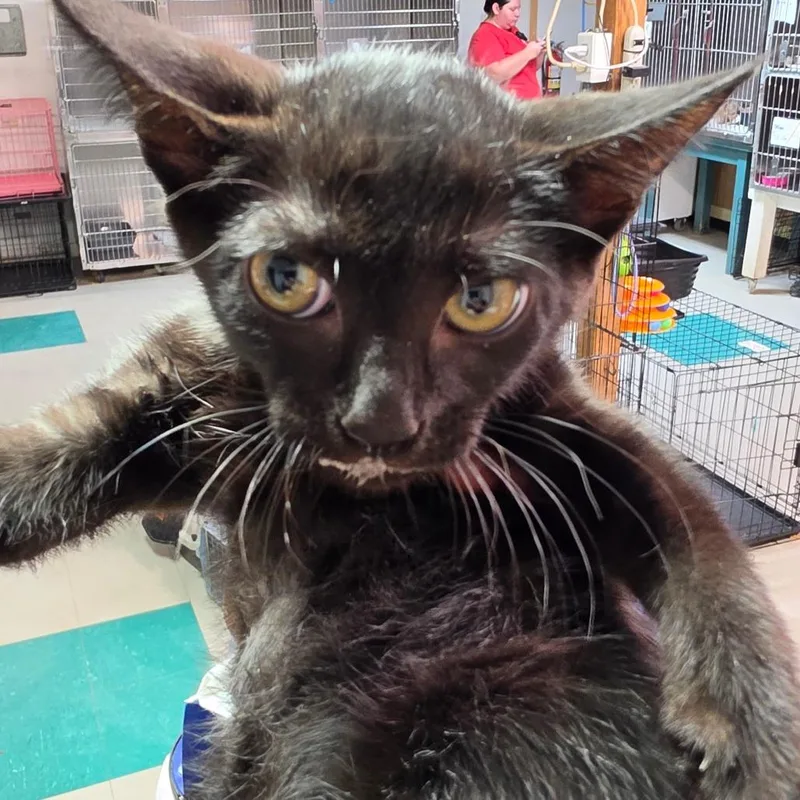 A baby small-sized female Black Domestic Short Hair cat named Wednesday for adoption in Leander, TX