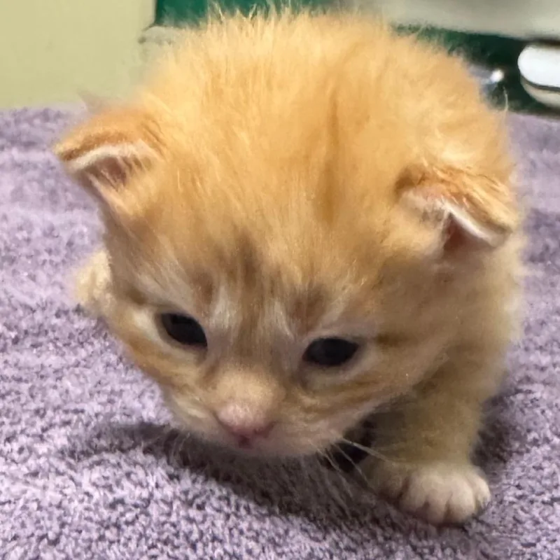 A baby small-sized female Orange / Red Domestic Short Hair cat named Rizzo for adoption in Lakewood, CO