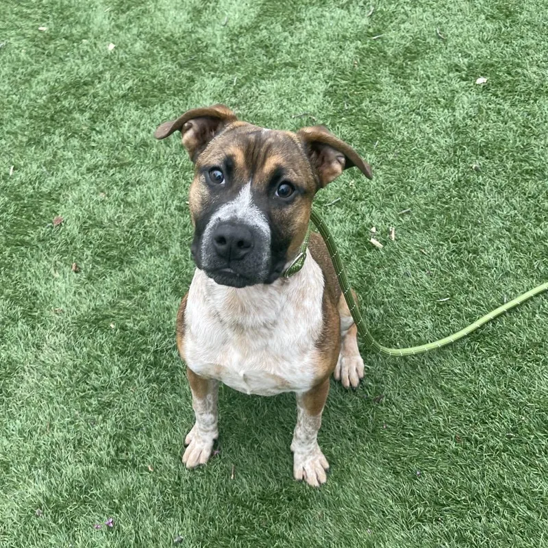 A young medium-sized male Brown / Chocolate Mixed Breed dog named Gunner for adoption in Saint Charles, MO