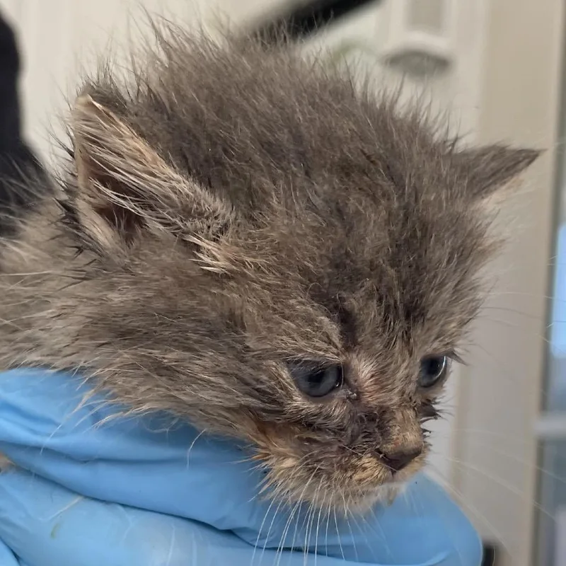 A baby small-sized female Domestic Medium Hair cat named Elsa for adoption in Chapel Hill, NC