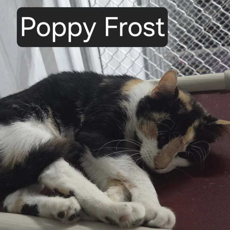 A young medium-sized female Calico Domestic Short Hair cat named Poppy Frost for adoption in SNOW HILL, NC