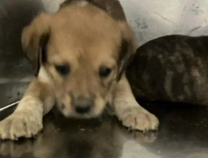 A baby medium-sized female Mixed Breed dog named Buick for adoption in Dallas, TX