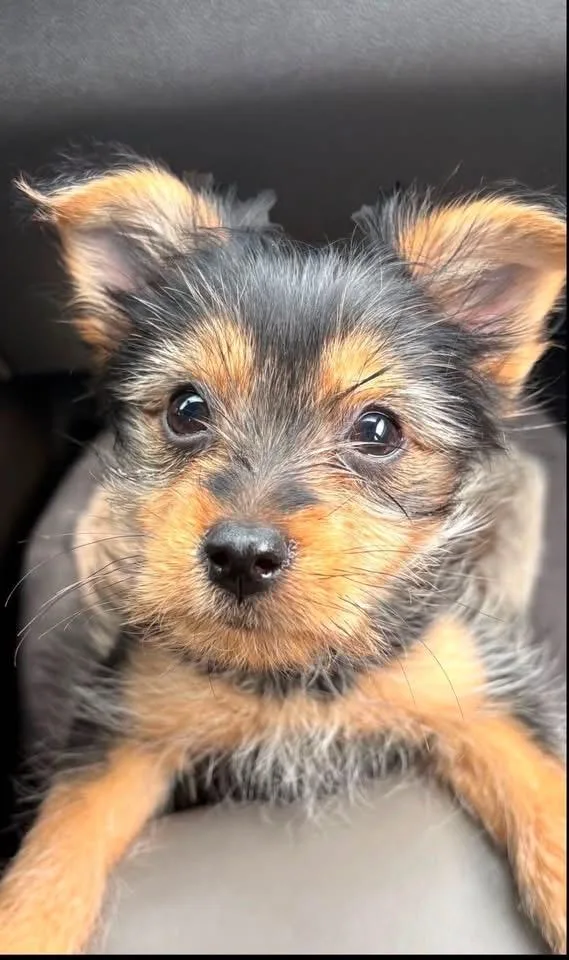 Maverick