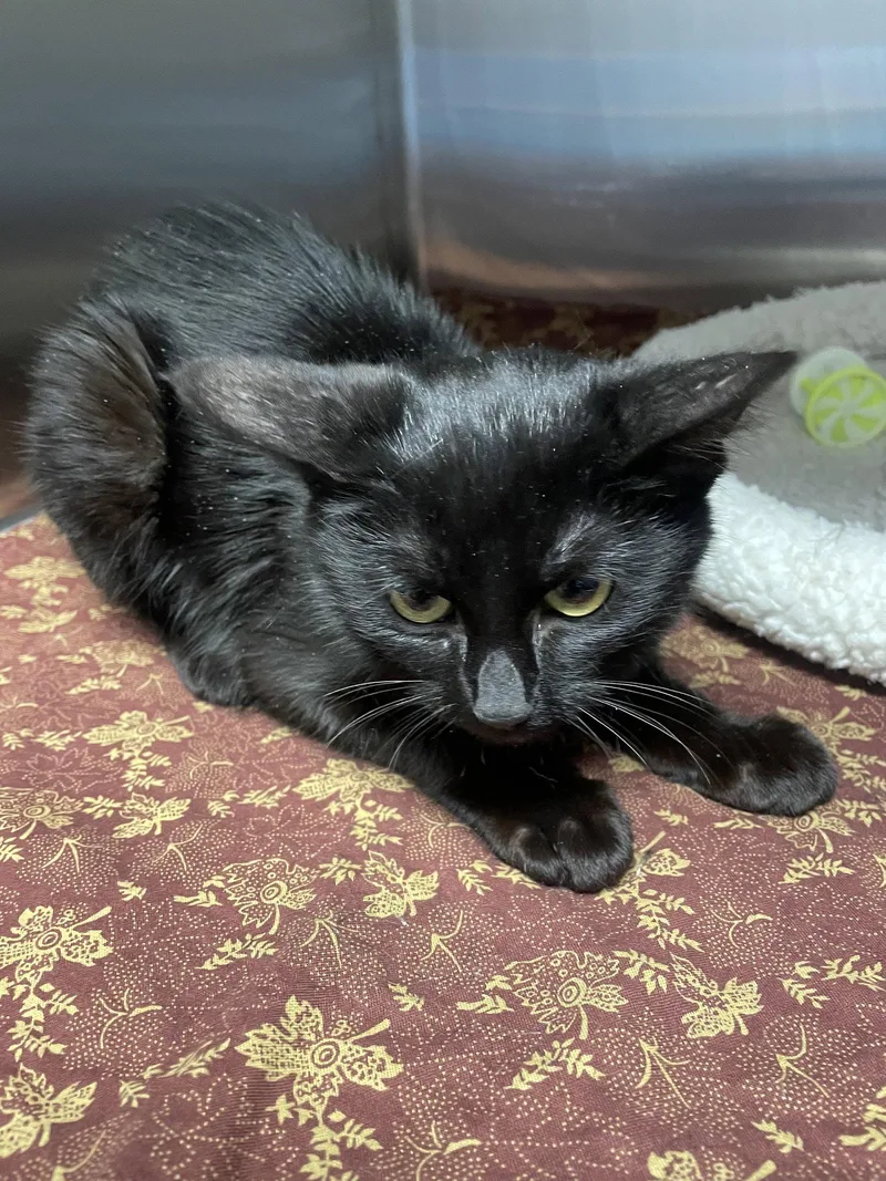 A baby medium-sized female Black Domestic Short Hair cat named Dani for adoption in Georgetown, KY