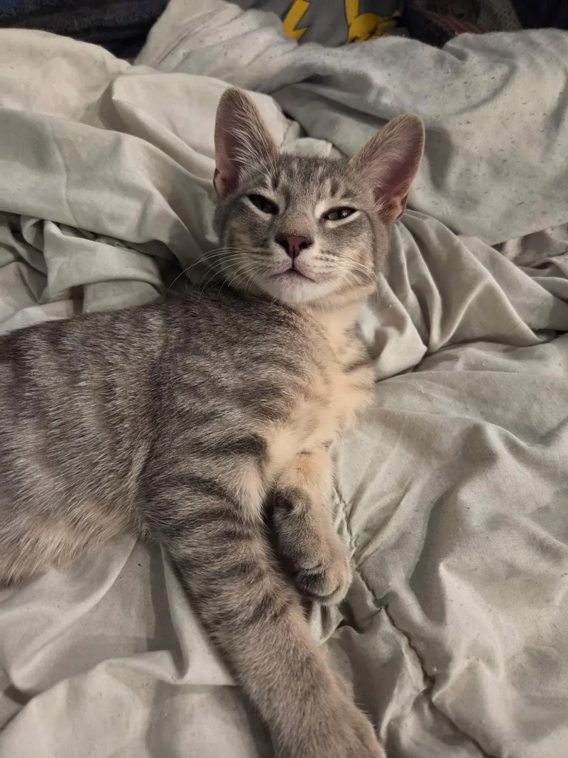 A young small-sized male Tabby (Gray / Blue / Silver) Domestic Short Hair cat named Grayson for adoption in Schertz, TX