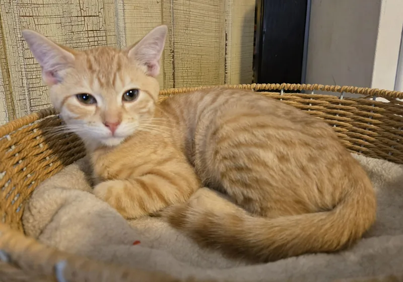 A baby medium-sized male Tabby (Orange / Red) Domestic Short Hair cat named Foxtrott for adoption in Sioux Falls, SD