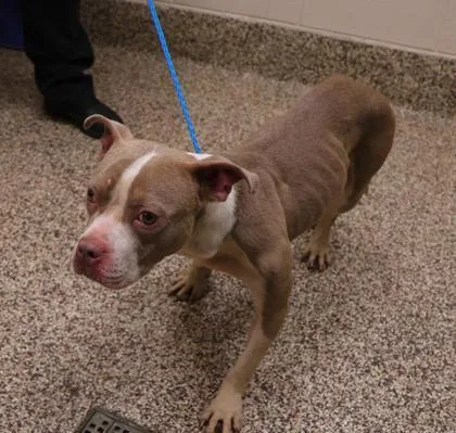 A young medium-sized male Pit Bull Terrier dog named Marley for adoption in Westland, MI