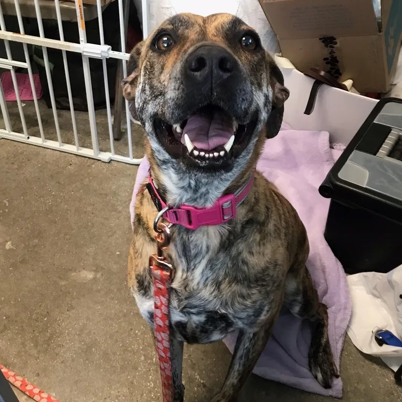 An adult medium-sized female Brindle Mountain Cur dog named Stella for adoption in Windsor, CT