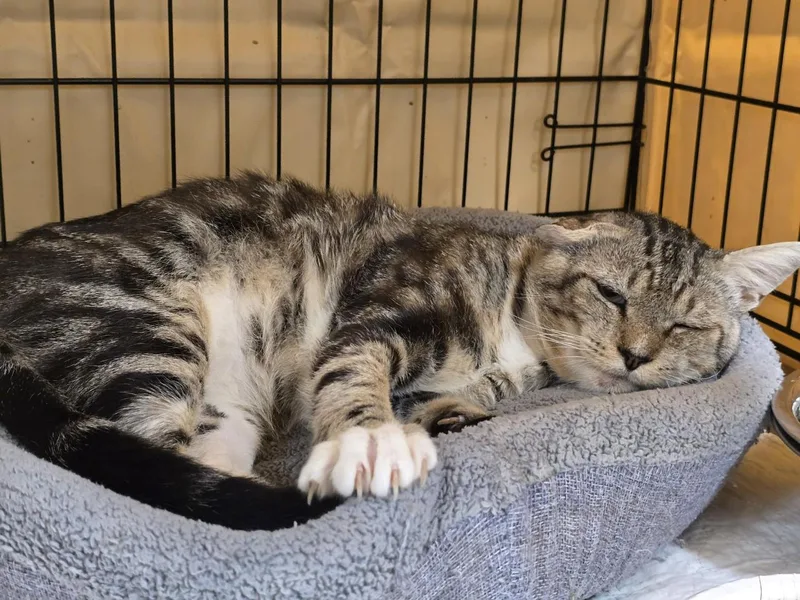 An adult large-sized male Tabby (Buff / Tan / Fawn) Tabby cat named Abraham for adoption in Mira Loma, CA