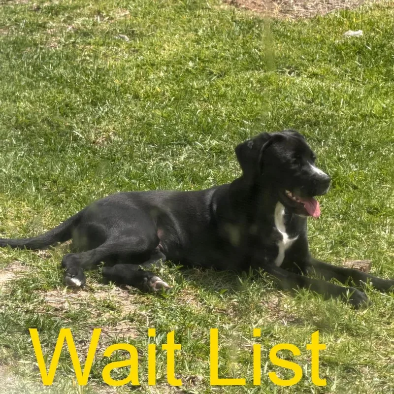 A young small-sized male Black Labrador Retriever dog named Cash for adoption in Livingston, TX