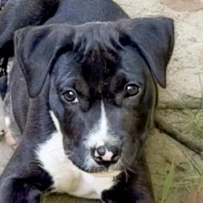 A baby small-sized male Black Labrador Retriever dog named Socks for adoption in Chapel Hill, NC