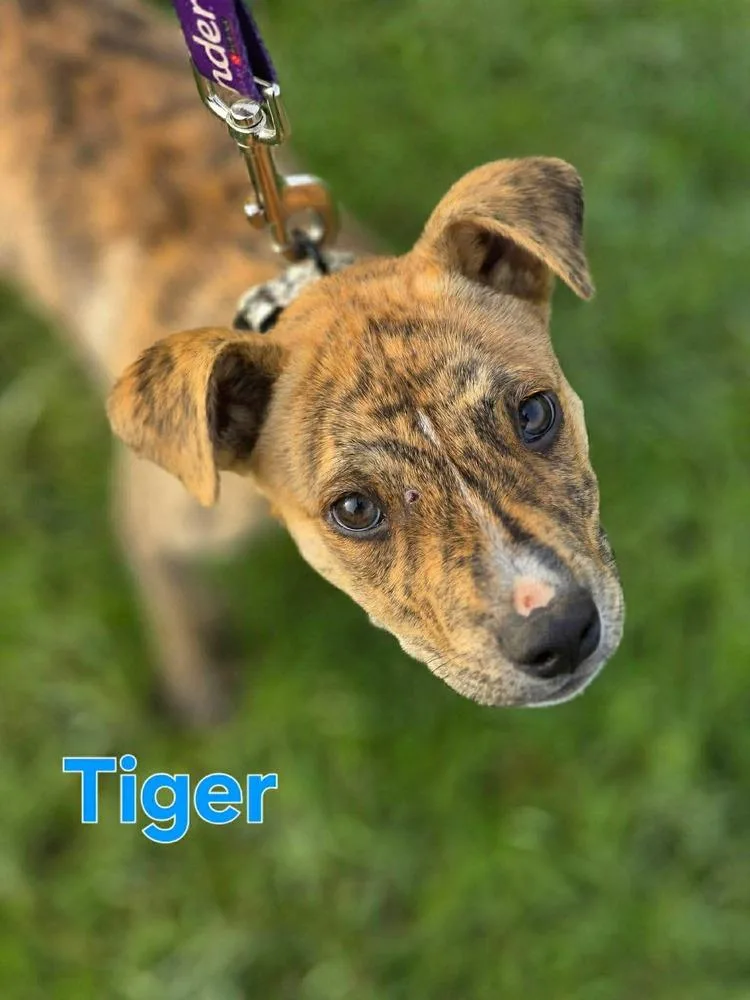 A young medium-sized male Brindle Shepherd dog named Tiger for adoption in Saugus, MA