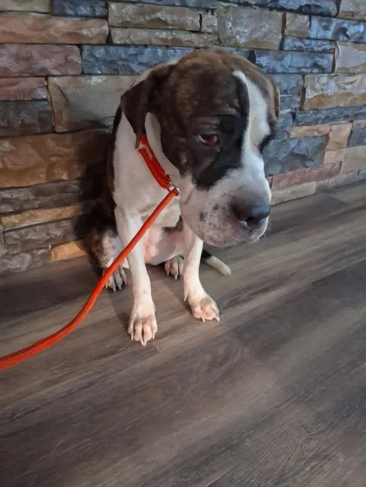 A young medium-sized female Boxer dog named Juniper for adoption in Lonsdale, AR