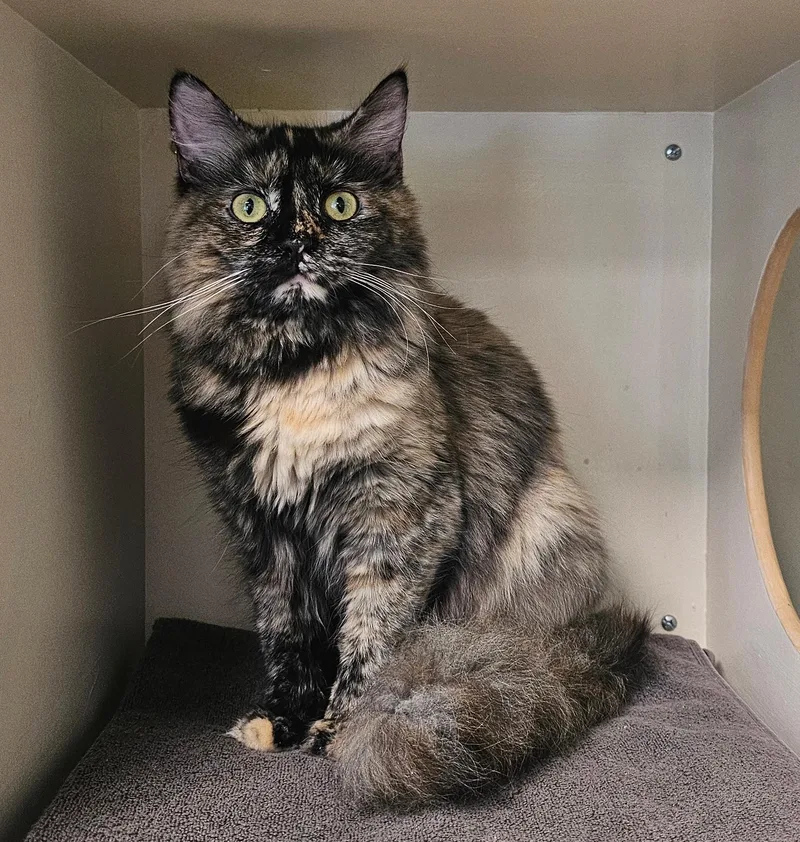 A baby medium-sized female Tortoiseshell Domestic Long Hair cat named Skittles for adoption in Norwalk, CT