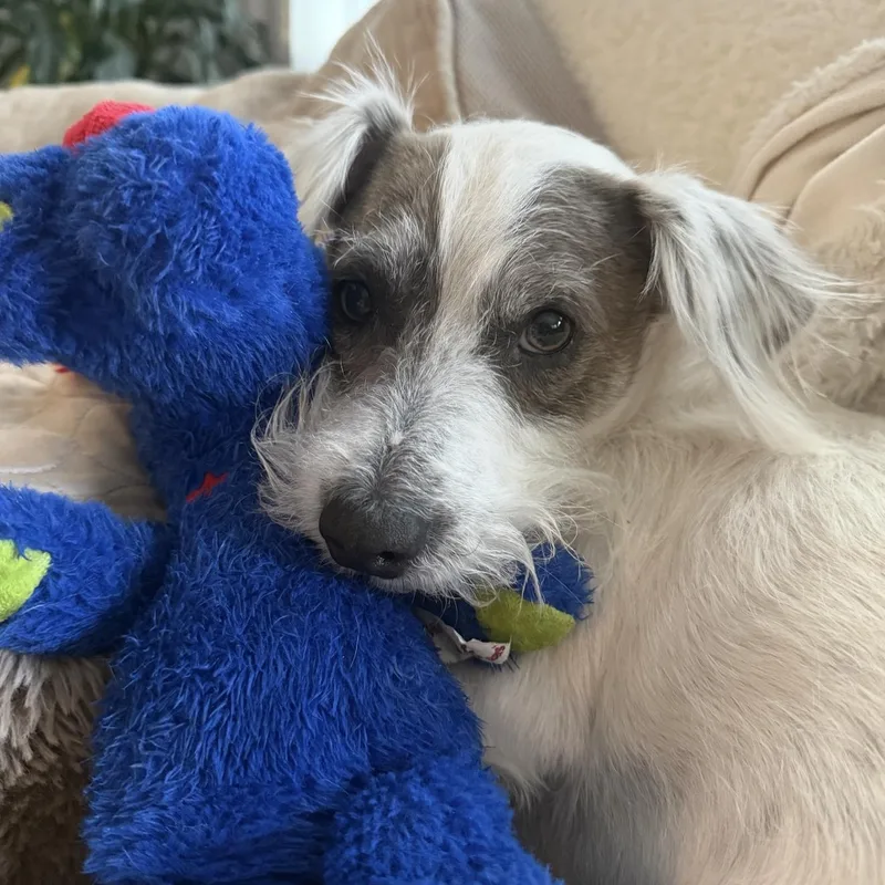 An adult small-sized male Terrier dog named Miles for adoption in Martinez, CA
