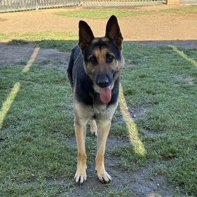 A young large-sized male German Shepherd Dog dog named Archer for adoption in Riverside, CA