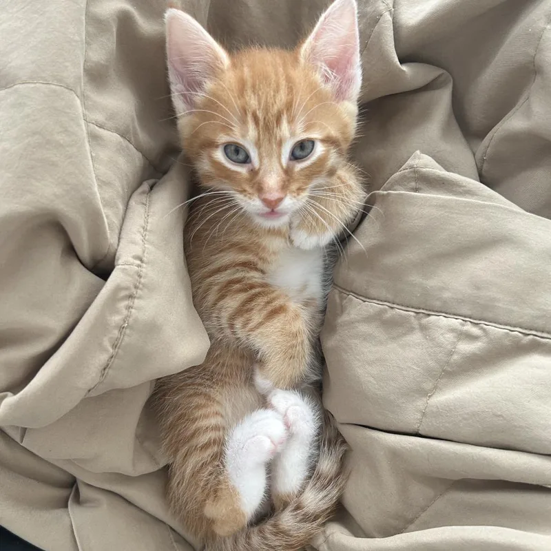 Geri