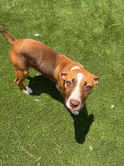 A baby medium-sized female Terrier dog named Amy for adoption in Paducah, KY