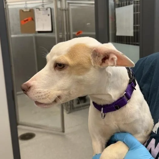 A young medium-sized female White / Cream Pit Bull Terrier dog named Maple for adoption in New York, NY