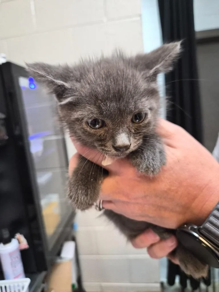 A baby medium-sized male Domestic Short Hair cat named The Unlicensed Contractor for adoption in Rome, GA