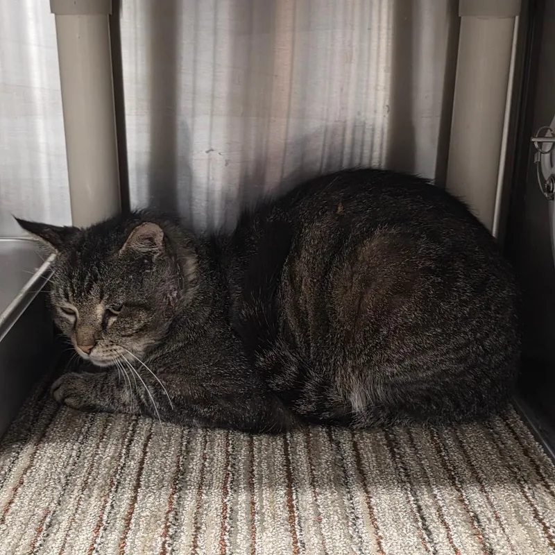 A senior large-sized male Brown / Chocolate Domestic Short Hair cat named Carls Jr for adoption in Sand Springs, OK